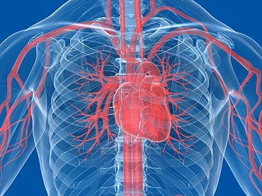 Heart Tonic in farmacii, teapa, contraindicatii